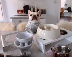 Reasons To Buy Stainless Steel Dog Dishes